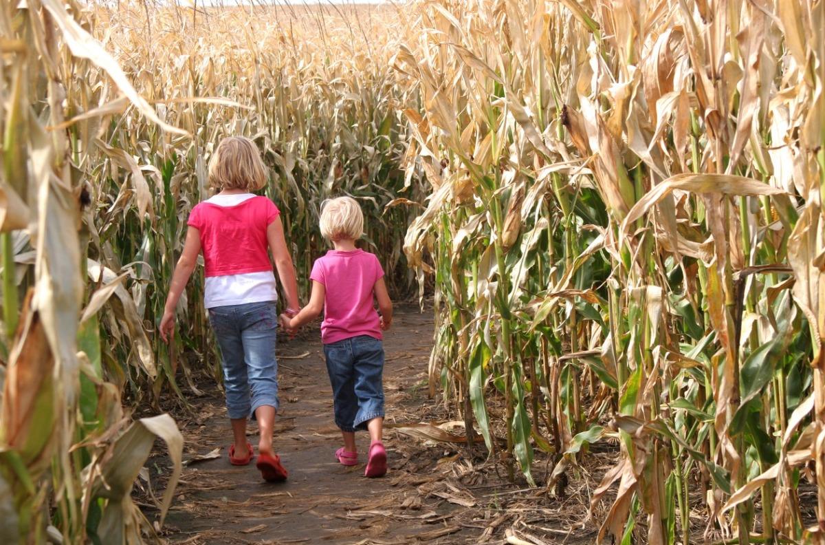 Two children taking a walk together. (Entering a corn maze).