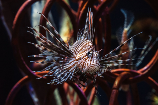 lionfish at ripleys